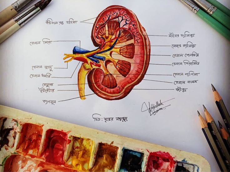 an image of the inside of a human body with colors and pencils next to it