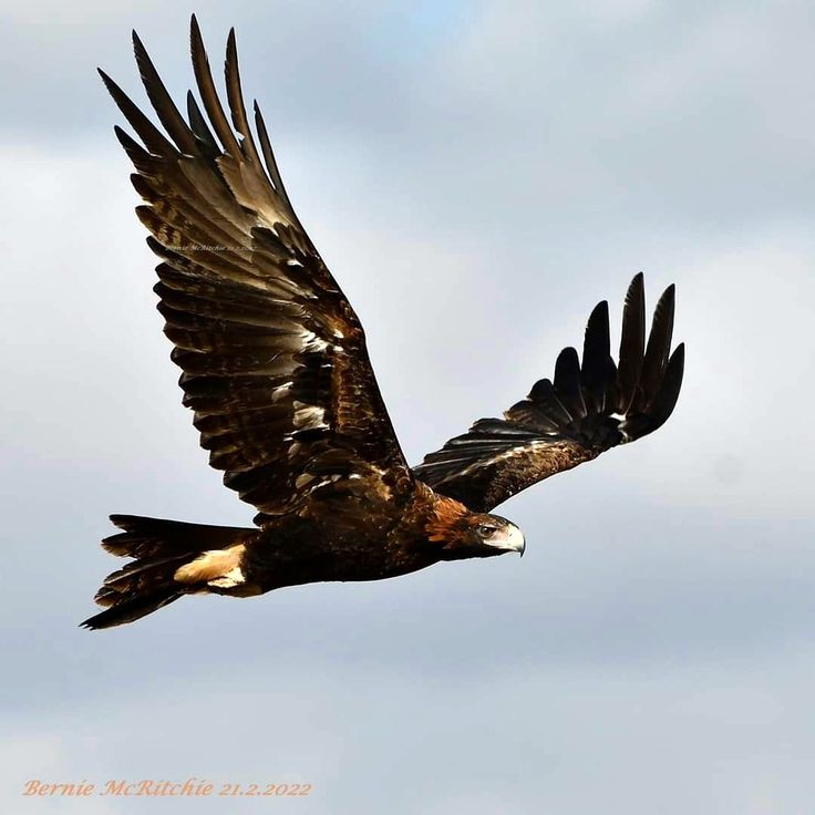 an eagle is flying through the air with its wings spread out and it's talon extended