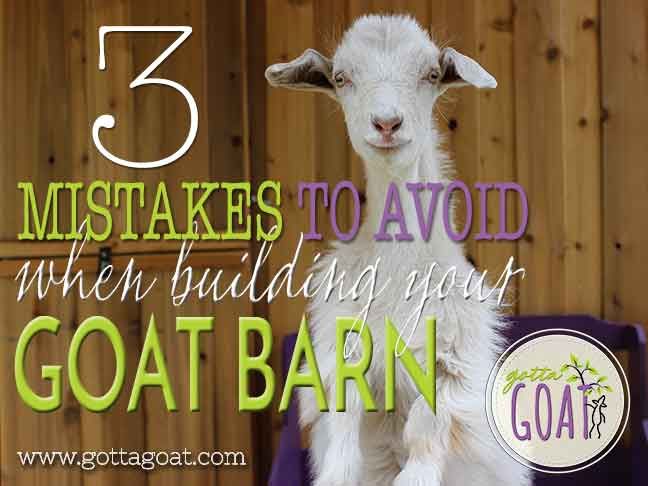 a goat standing on top of a purple chair with the words, 5 mistakes to avoid when building your goat barn