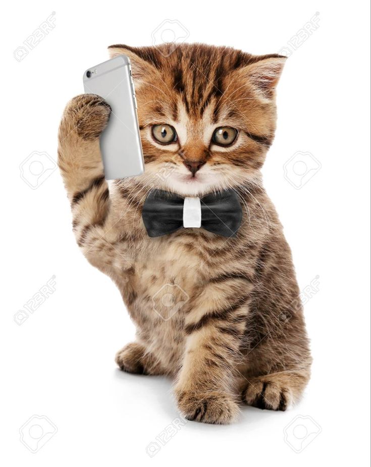 a small kitten wearing a bow tie and holding up a cell phone