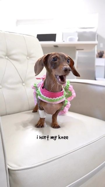 a small brown dog wearing a pink and green dress sitting on top of a white chair