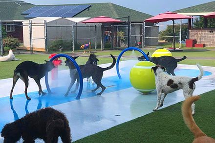 several dogs are playing in an artificial pool with balls and water hoses on the ground