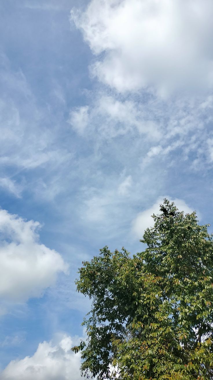 an airplane is flying in the sky above some trees