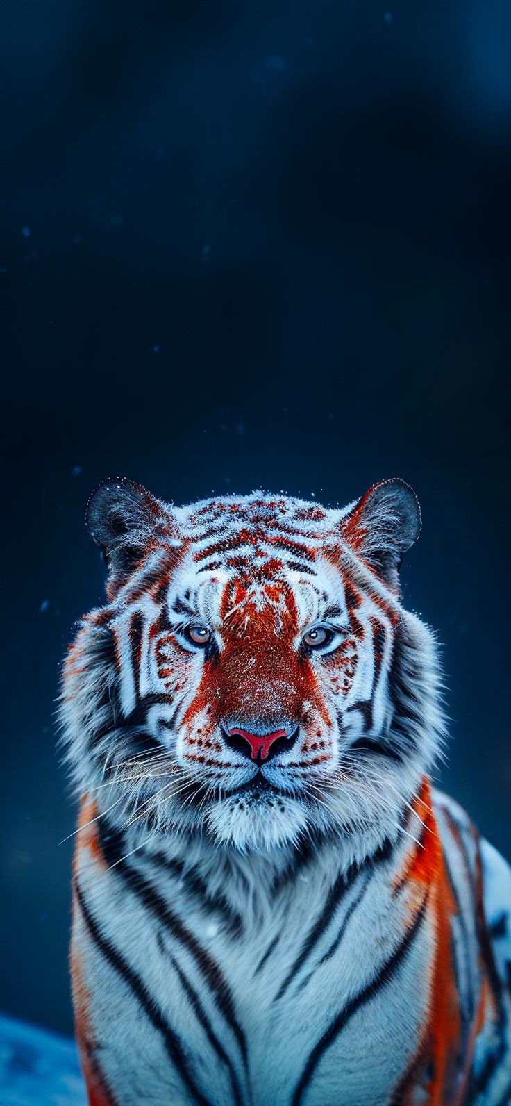 a white tiger with orange and black stripes on it's face sitting in the snow