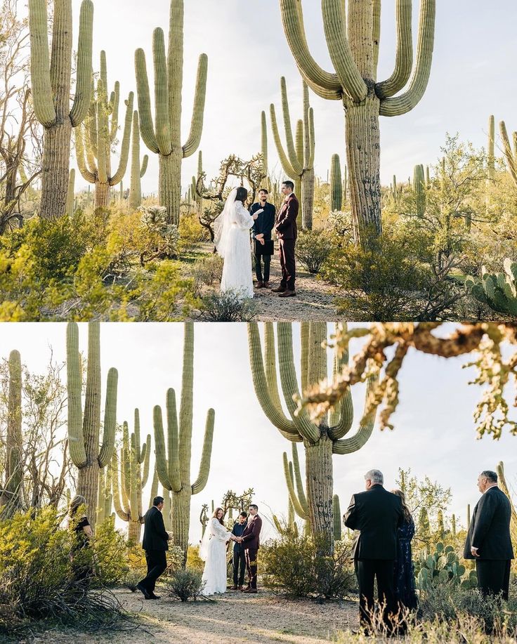 a couple getting married in front of cactus trees