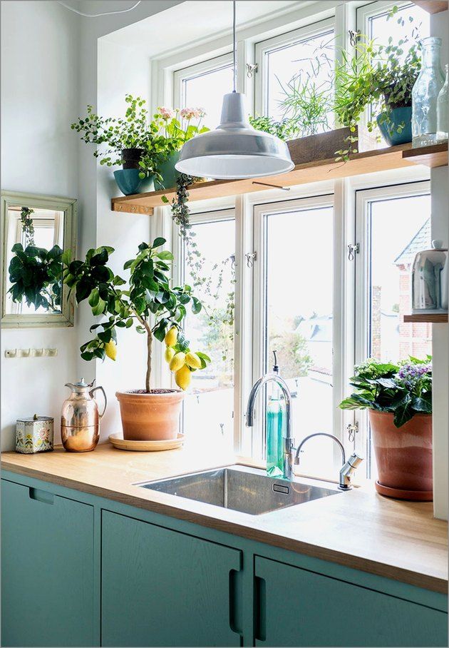 a kitchen filled with lots of potted plants and hanging lights above the counter top