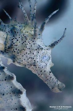 a sea horse with black dots on it's head