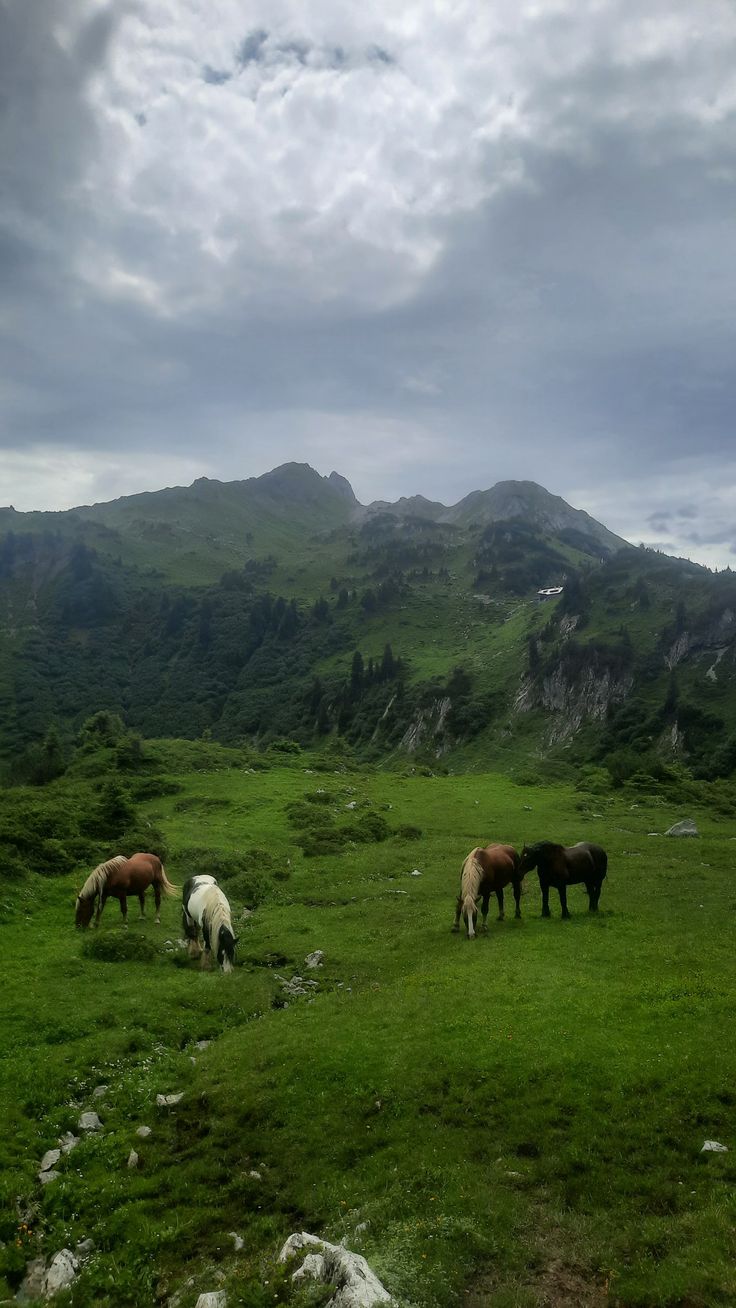 three horses are grazing in a field with mountains in the backgrouds and cloudy skies