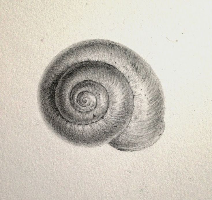 a pencil drawing of a snail's shell