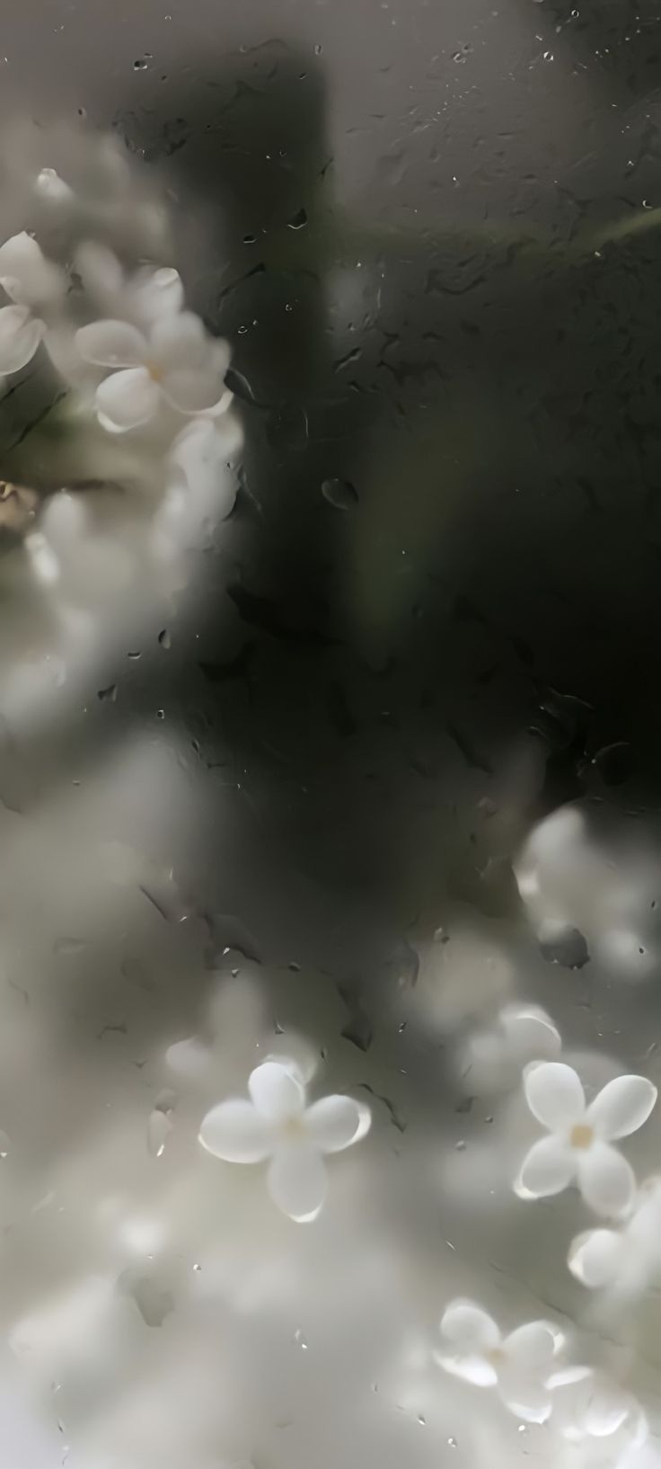 white flowers are seen through the raindrops on a glass window with water droplets