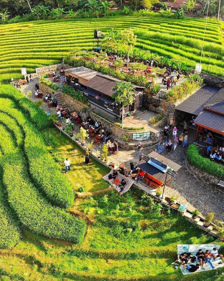 an aerial view of a rice field with people on the terrace and in the background