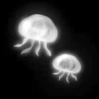 two white jellyfish in the dark with their heads turned to look like they are floating