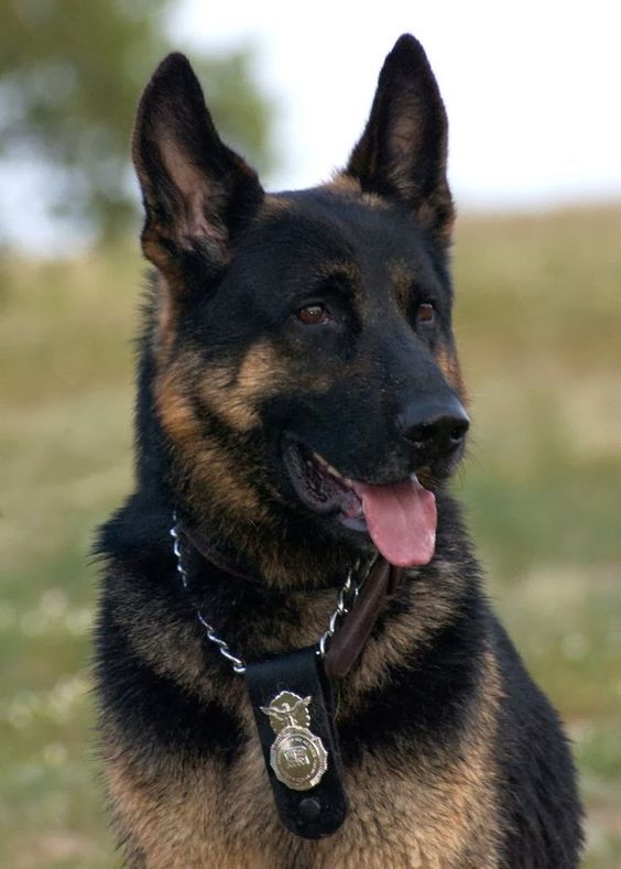 a black and brown dog with a leash on it's neck sitting in the grass