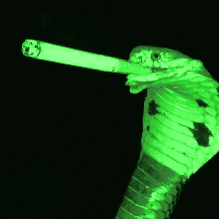 a green glow in the dark skeleton holding a large toothbrush with it's mouth open