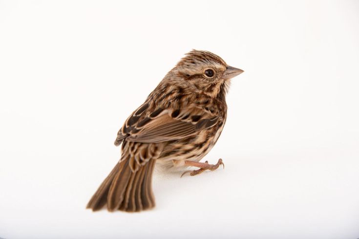 a small brown bird standing on top of a white floor