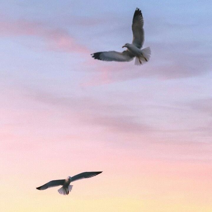 two seagulls are flying in the sky at sunset or dawn with pink and blue clouds