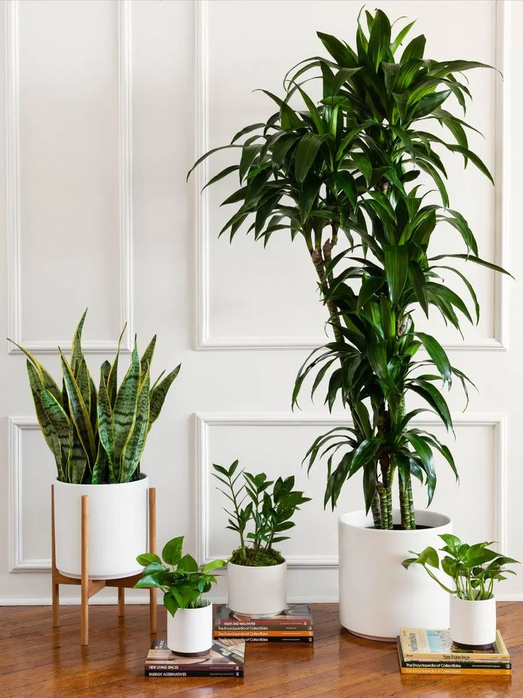 three potted plants sitting on top of a wooden table