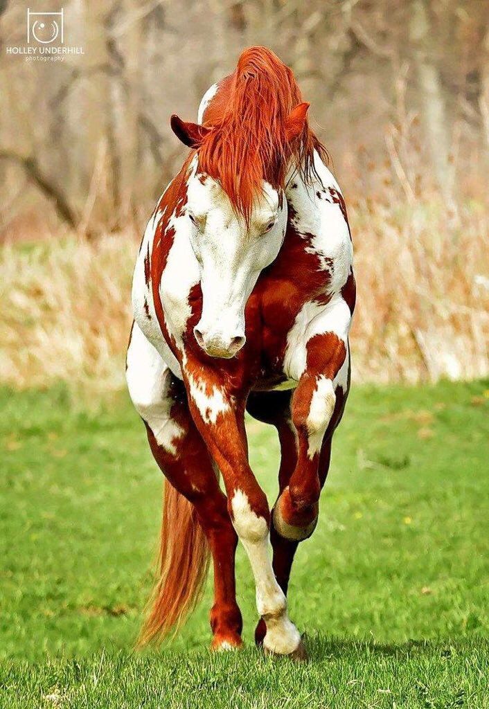 a brown and white horse standing on top of a lush green field