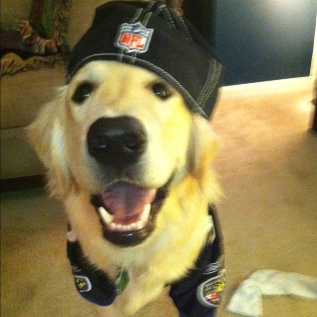 a dog wearing a hat and leggings is sitting on the floor with his mouth open