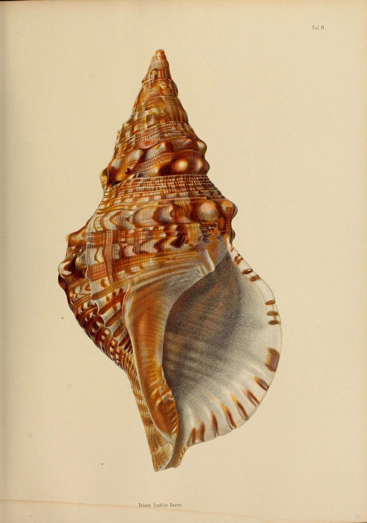 an antique print of a sea shell