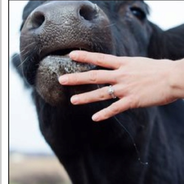 a close up of a person's hand touching the nose of a black cow