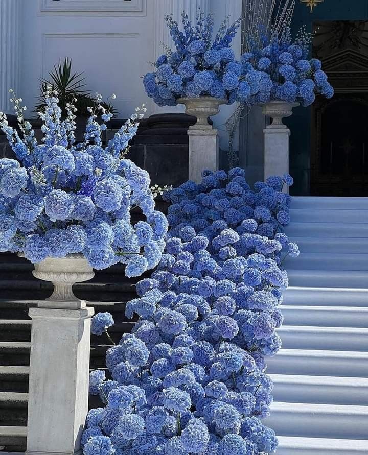 blue hydrangeas are lined up on the steps in front of a building