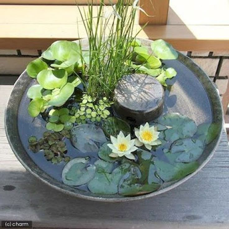 a bowl filled with water and plants sitting on top of a wooden table next to a bench