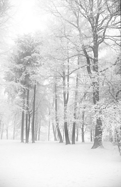 a black and white photo of trees in the snow