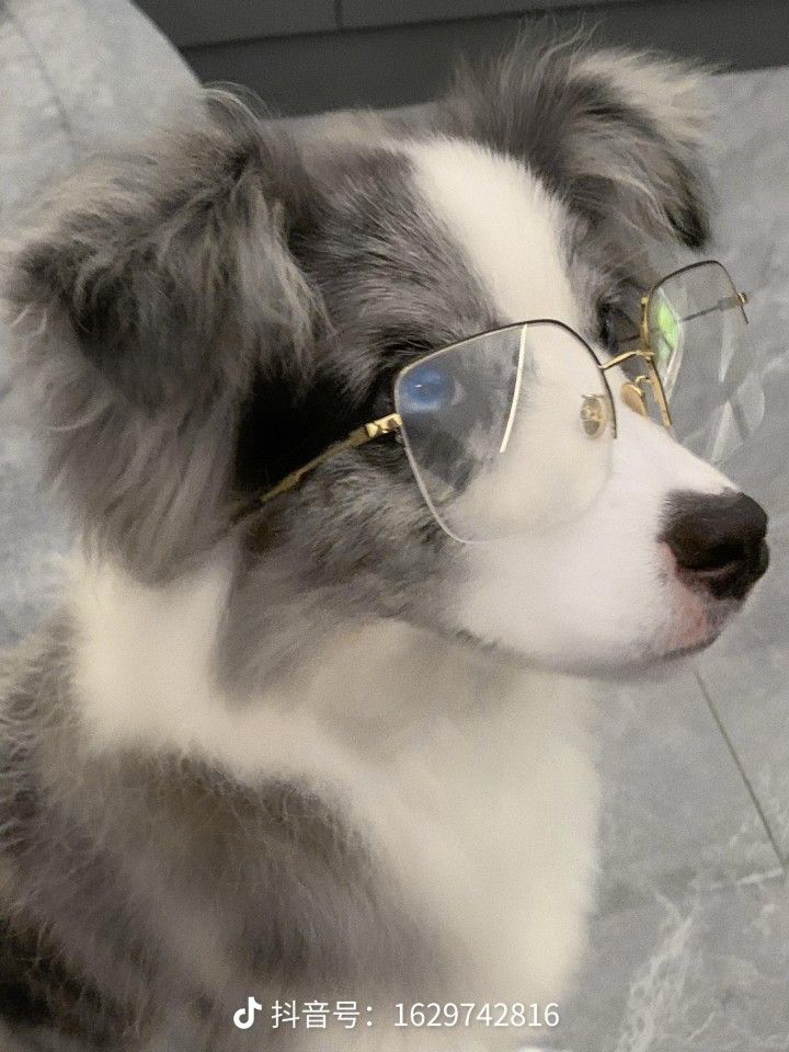 a grey and white dog with glasses on it's head