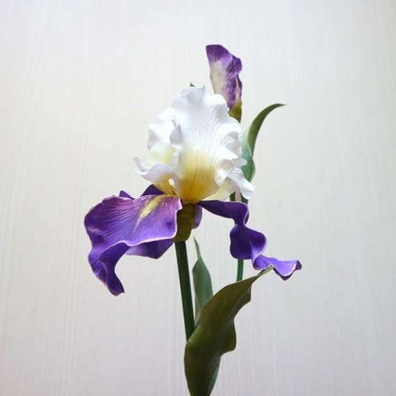 a purple and white flower is in a vase