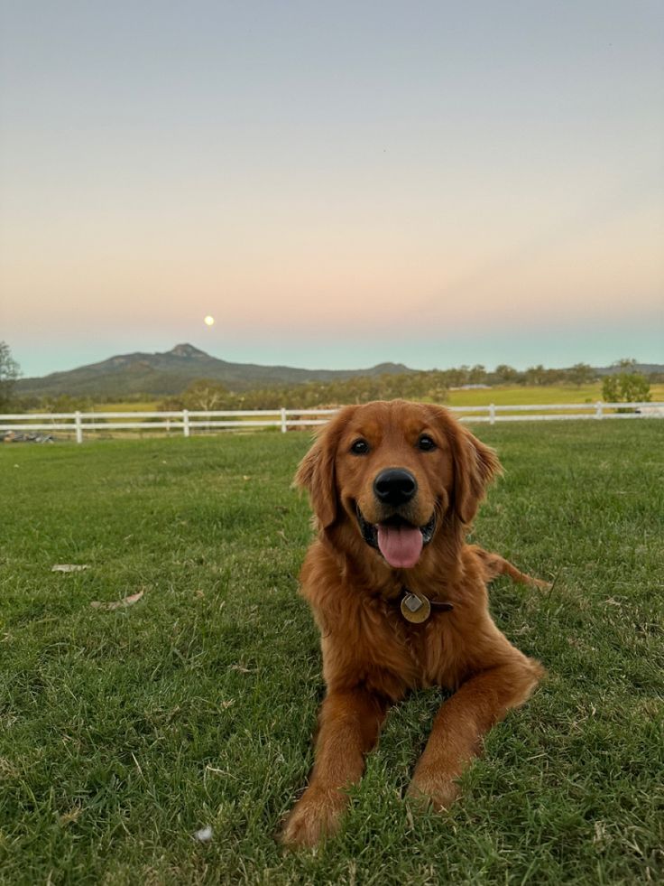 a brown dog laying on top of a lush green field