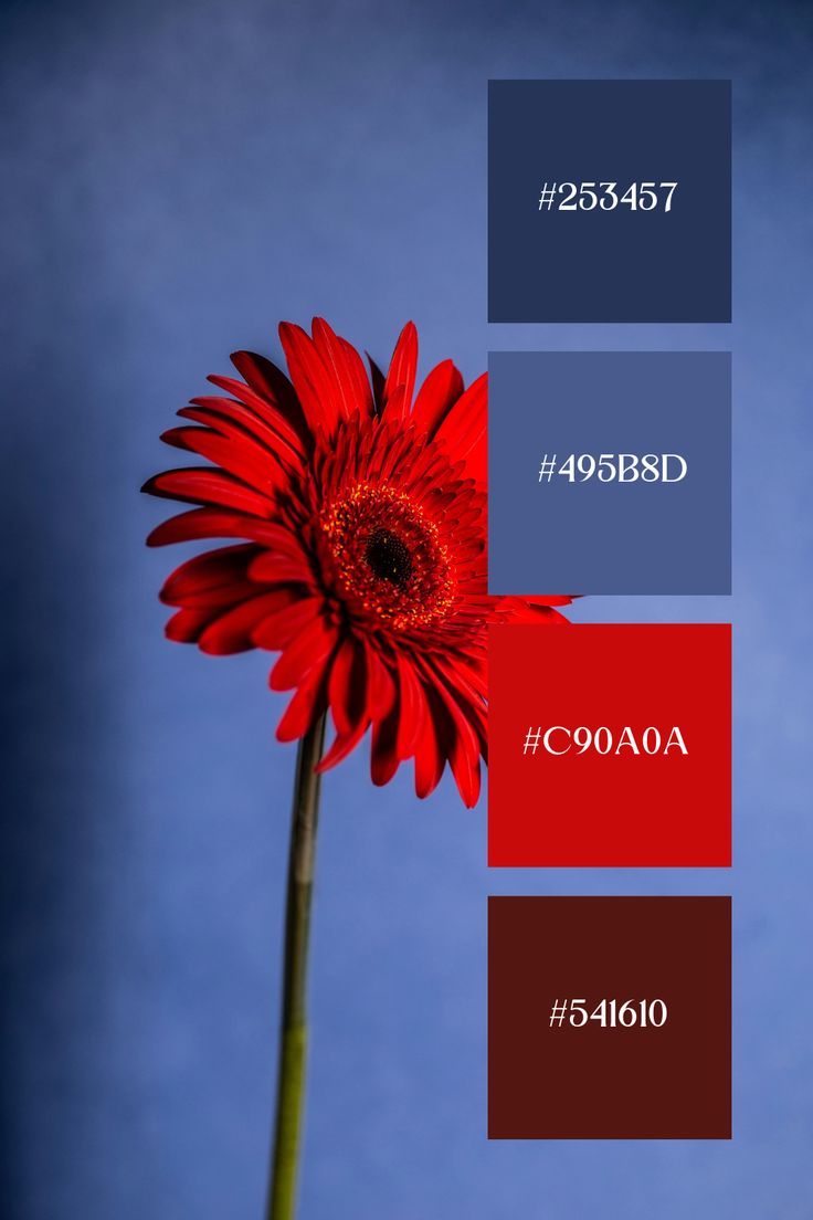 a red flower sitting in front of a blue sky with the words coosaa below it