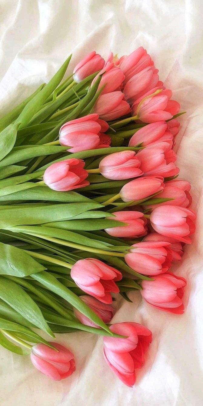 a bunch of pink tulips laying on top of a white sheet