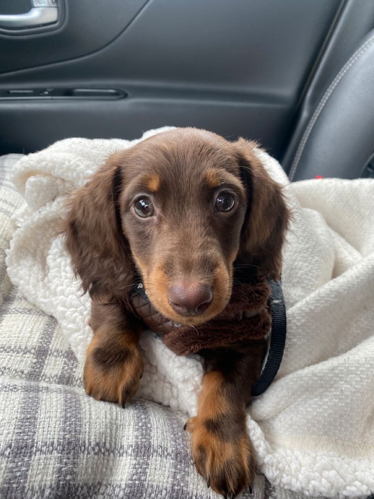 a brown dog laying on top of a blanket in the back seat of a car