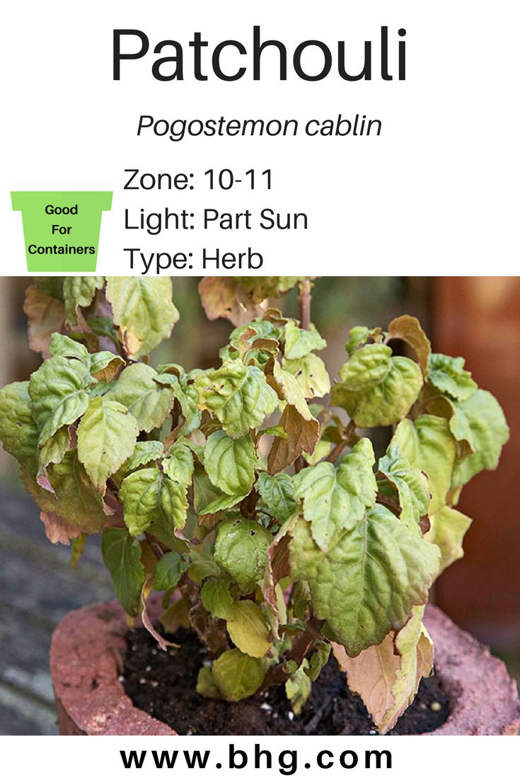 a potted plant sitting on top of a wooden table next to a sign that says patchoui