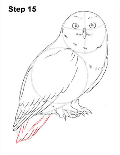 how to draw an owl step by step