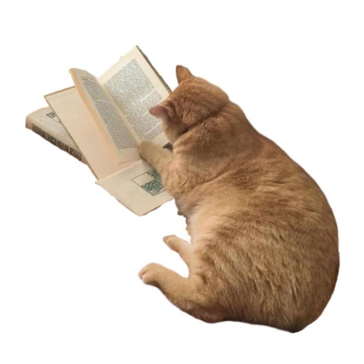 an orange cat laying on its back and reading a book with it's paw in the air