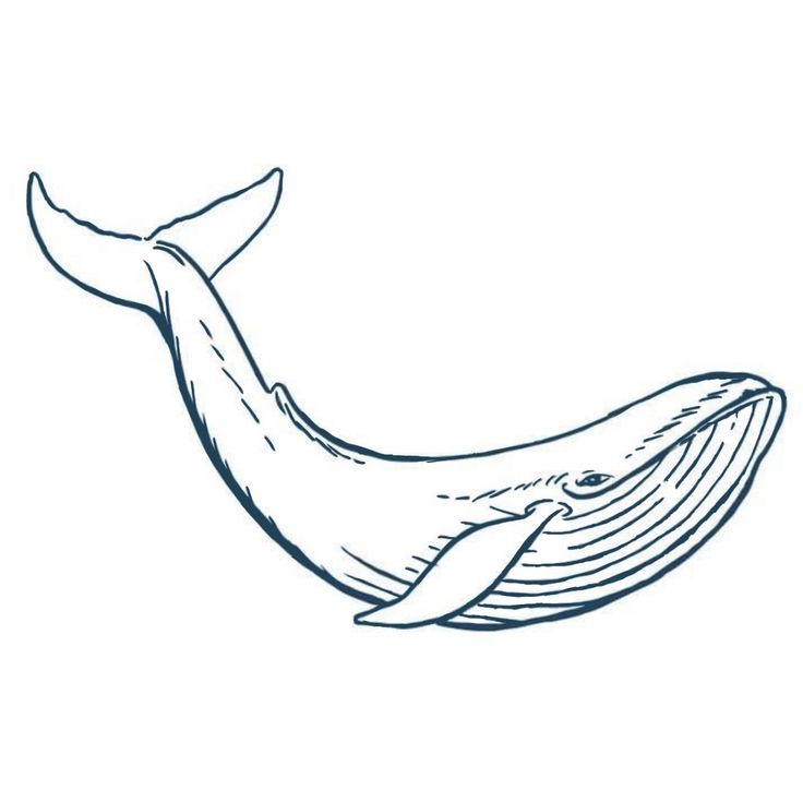 a drawing of a whale's tail