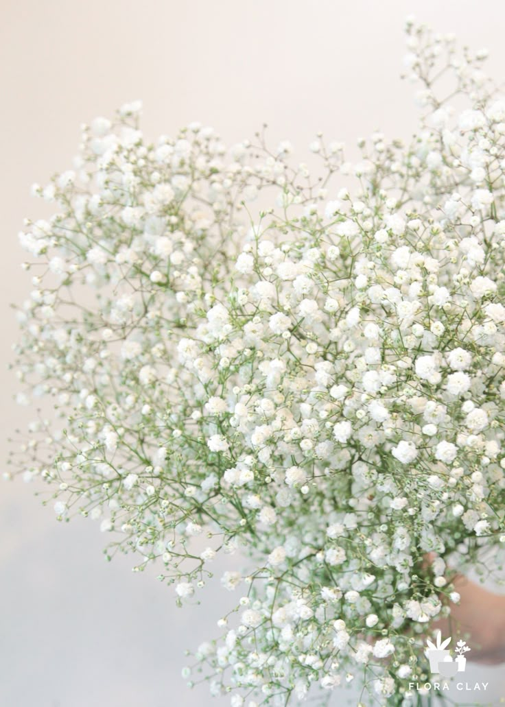 a vase filled with white flowers on top of a table