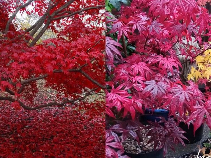 several different types of trees with red leaves