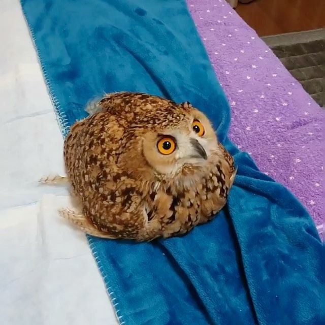 an owl sitting on top of a blue towel next to a purple and white blanket