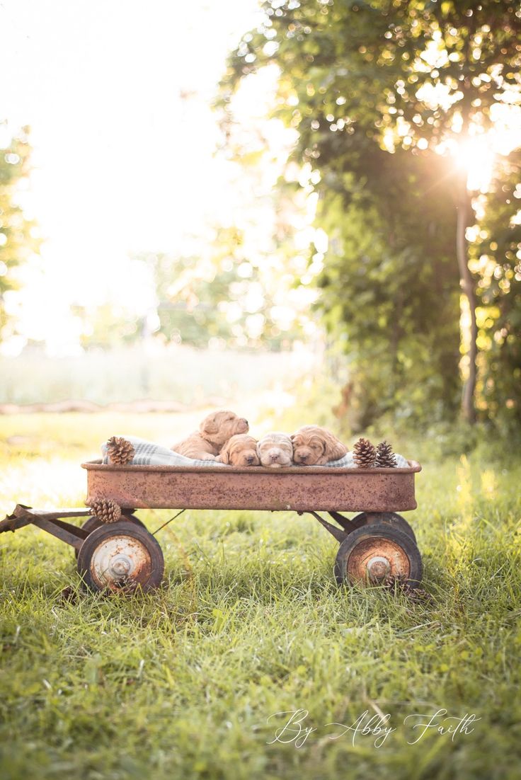 a wagon filled with puppies sitting on top of a green grass covered field next to trees