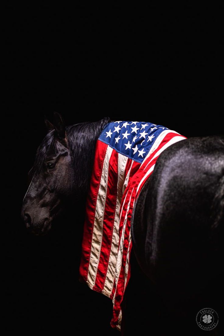 a black horse with an american flag draped around it's neck in the dark