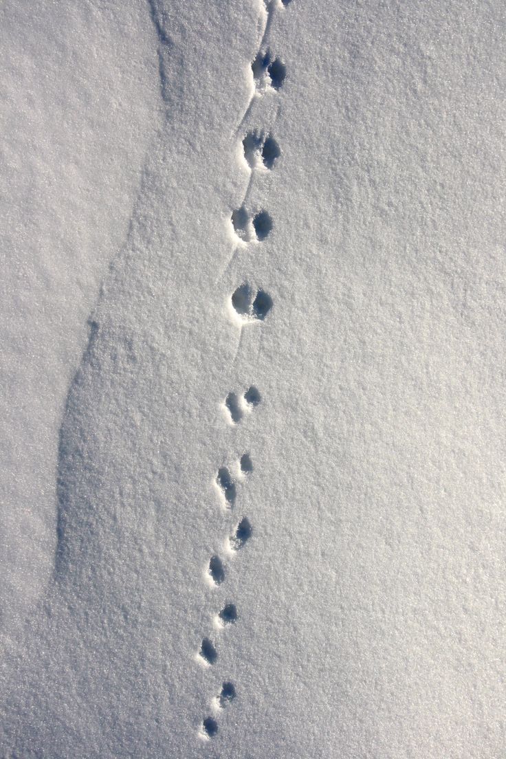 footprints in the snow that have been made into a line