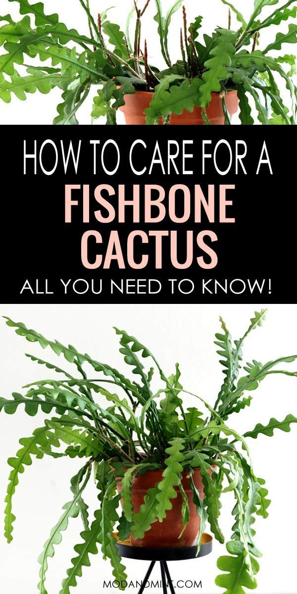 a potted plant with text overlay how to care for a fishbone cactus all you need to know