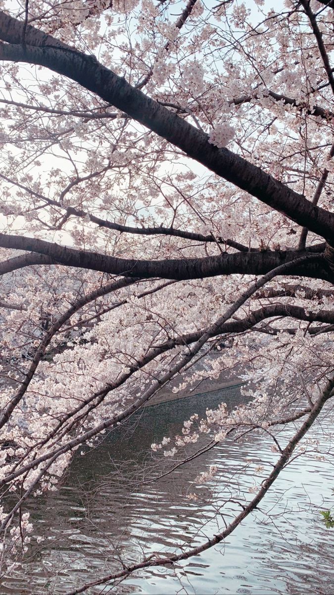 the trees are blooming along the water's edge, and it looks like they have pink flowers on them