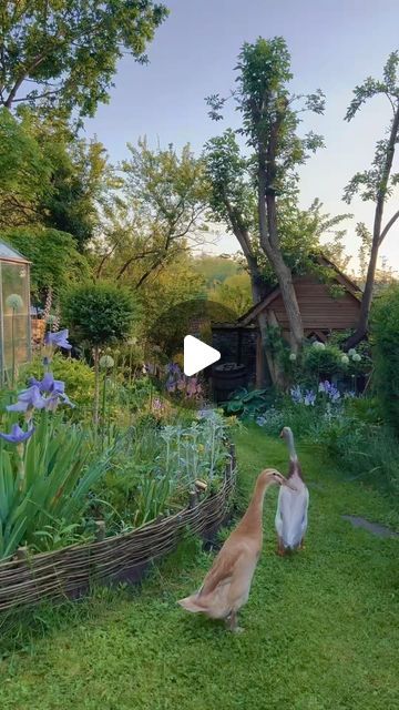 two dogs are playing in the yard with flowers and plants on the side of the road