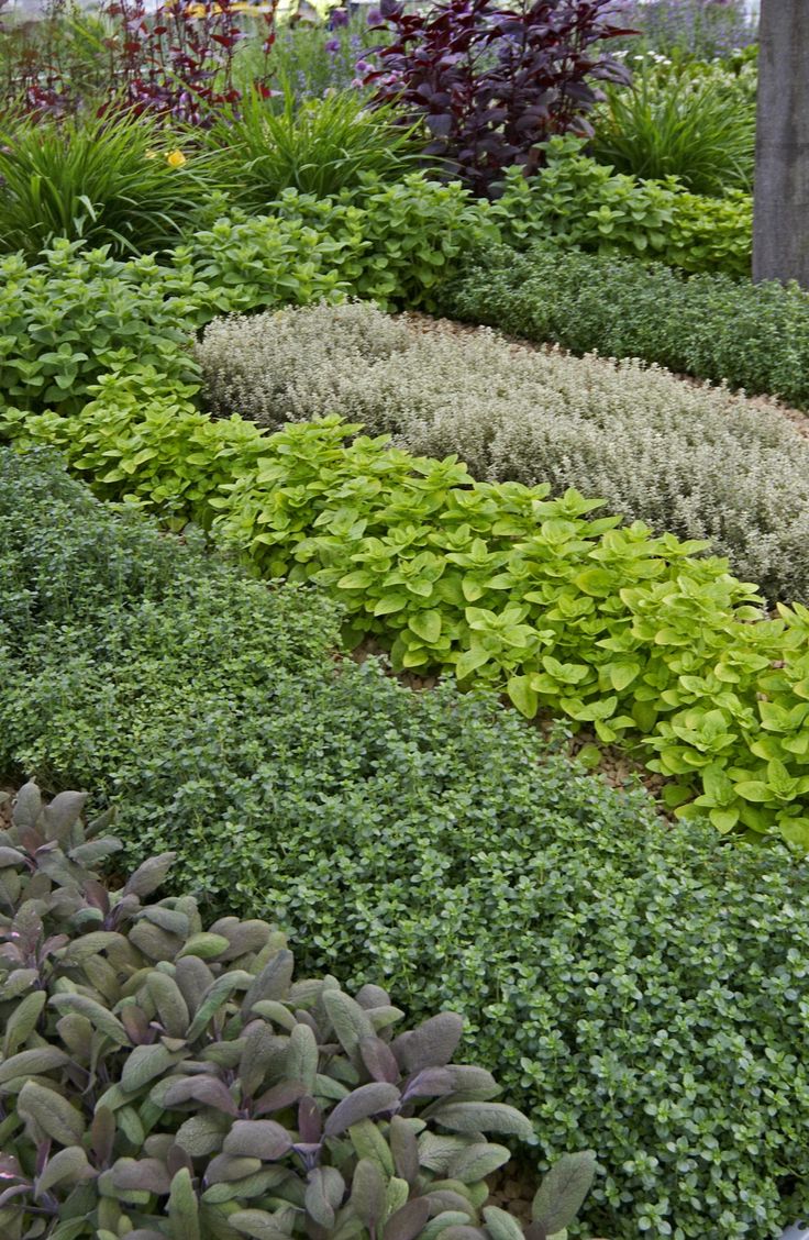 many different types of plants and shrubs in a garden area, with one green plant growing on the other side