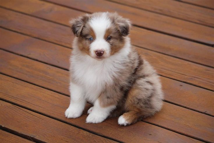 a brown and white puppy sitting on top of a wooden floor