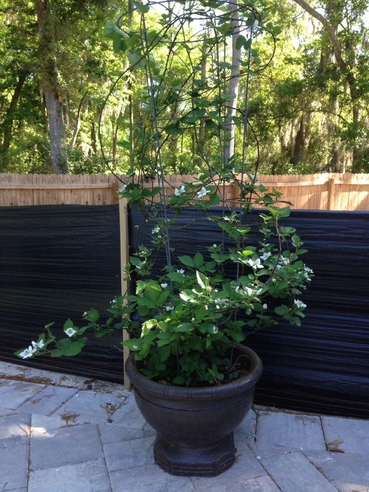 a potted plant sitting next to a black fence